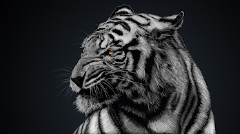 دانلود والپیپر ببر سفید White Tiger