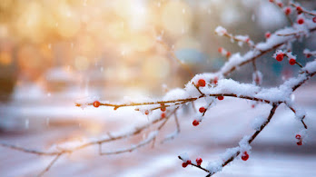 دانلود والپیپر برف و شکوفه گیلاس Winter Snow Cherry Nature