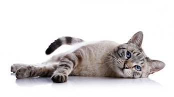 دانلود والپیپر گربه دراز کشیده Cat Lying Down