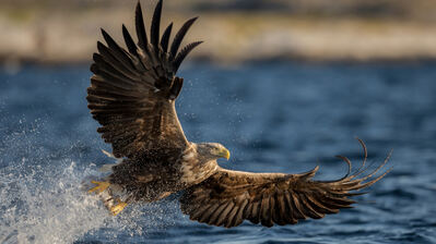 دانلود والپیپر عقاب در حال پرواز Eagle Flying