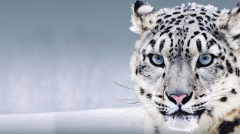 دانلود والپیپر پلنگ برفی Snow Leopard | پلنگ برفی یعنی نادر و منزوی؛ درست مثل دفترچه تلفن تماس‌های تو.