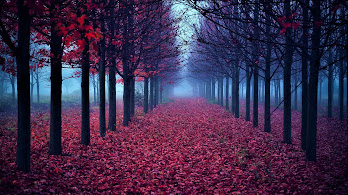 دانلود والپیپر جنگل پاییز طبیعت درختان Forest Fall Nature Trees
