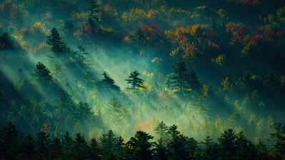 دانلود والپیپر منظره جنگل طبیعت Forest Nature Scenery