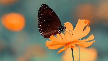 دانلود والپیپر گل پروانه Flower Butterfly