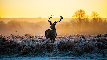 دانلود والپیپر گوزن Deer