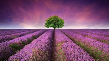 دانلود والپیپر درخت گل اسطوخودوس منظره طبیعت Flower Tree Lavender Nature Scenery