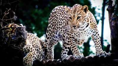 دانلود والپیپر حیوان جگوار Jaguar Animal | جگوار یعنی سرعت و قدرت؛ تو فقط سرعت خوردن.