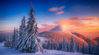 دانلود والپیپر کاج برفی کوه منظره Snowy Pine Trees Mountains Nature Scenery