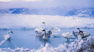دانلود والپیپر قو پرندگان حیوانات برفی Swans Birds Animal Snowy