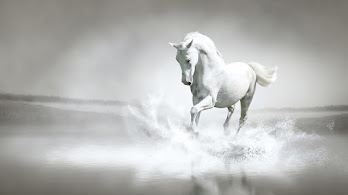 دانلود والپیپر اسب سفید White Horse