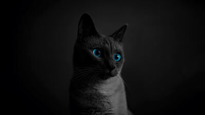 دانلود والپیپر گربه سیاه چشم آبی Black Cat Blue Eyes