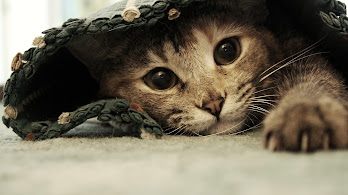 دانلود والپیپر گربه Cat