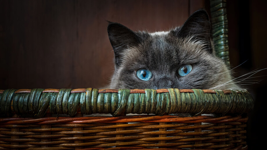 دانلود والپیپر گربه چشم آبی Cat Blue Eyes
