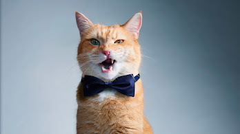 دانلود والپیپر گربه بامزه با پاپیون Cat Cute Bow Tie