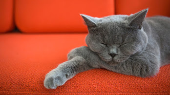 دانلود والپیپر گربه خوابیده Cat Sleeping