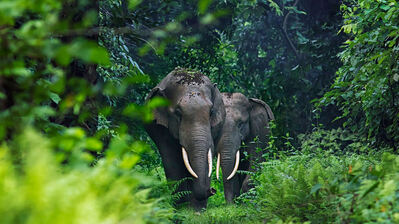 دانلود والپیپر فیل در جنگل Elephant Animal Forest