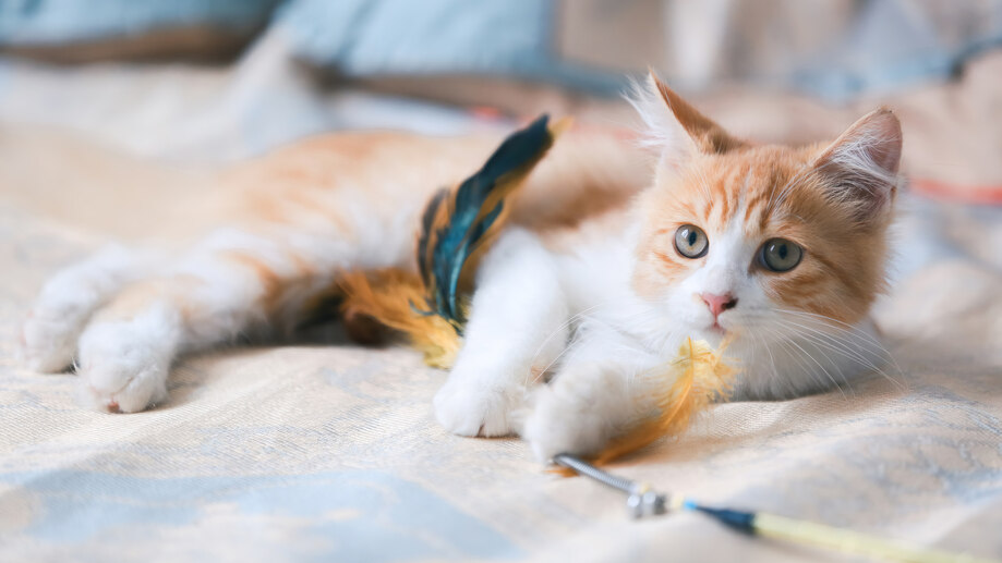 دانلود والپیپر گربه زنجبیلی Ginger Cat