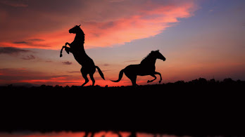 دانلود والپیپر سیلوئت اسب در غروب Horse Silhouette Sunset