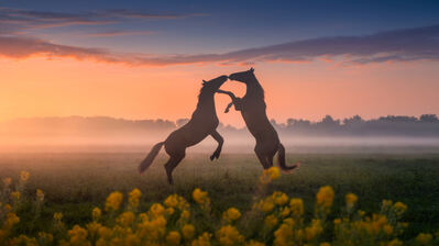 دانلود والپیپر اسب غروب آفتاب گل‌ها Horse Sunset Flowers