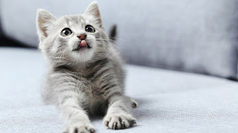 دانلود والپیپر بچه گربه Kitten Small Cat
