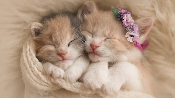 دانلود والپیپر بچه گربه‌های ناز Kittens Cute Cat