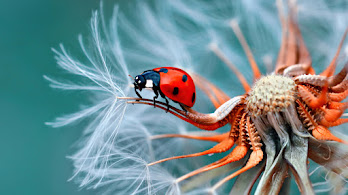 دانلود والپیپر کفشدوزک Ladybug