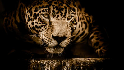 دانلود والپیپر پلنگ Leopard