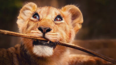 دانلود والپیپر توله شیر Lion Cub