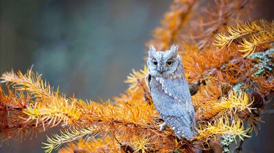 دانلود والپیپر جغد پاییز پرندگان حیوانات Owl Autumn Birds Animals