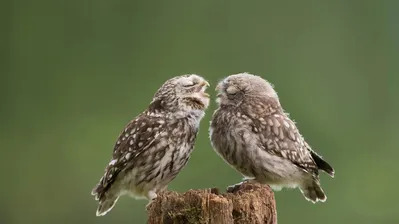 دانلود والپیپر جغد حیوان OWL Cute Bird Animal