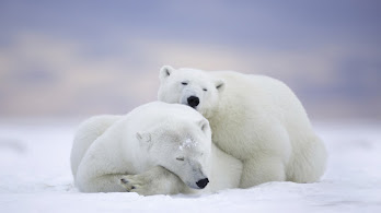 دانلود والپیپر خرس‌های قطبی در برف Polar Bears Cuddle Snow Field | خرس‌های قطبی که بغل همدیگه‌ان؛ یعنی چیزی که تو توی زندگی نداری: گرما توی دل سردی.