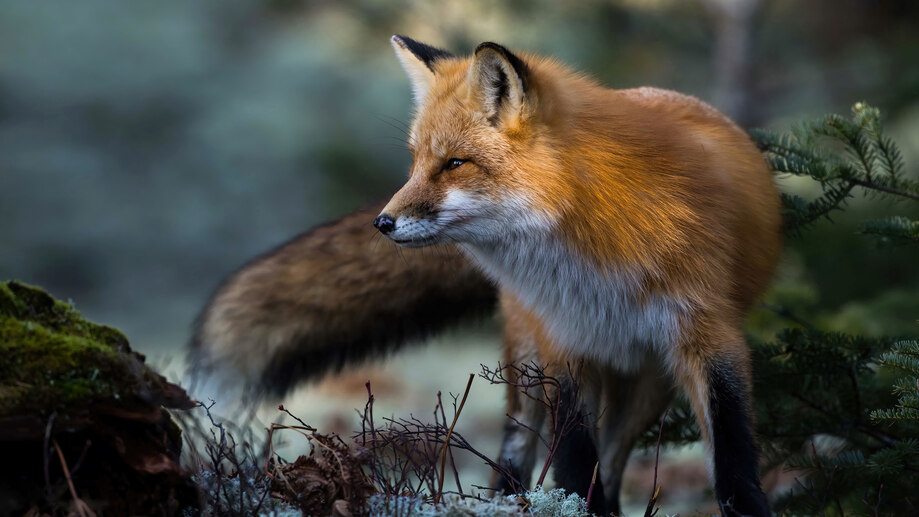 دانلود والپیپر روباه قرمز Red Fox
