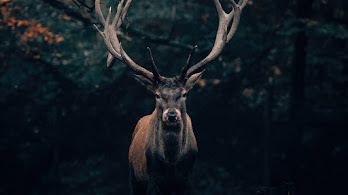 دانلود والپیپر جنگل گوزن شمالی Reindeer Forest