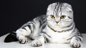 دانلود والپیپر گربه اسکاتیش فولد Scottish Fold Cat