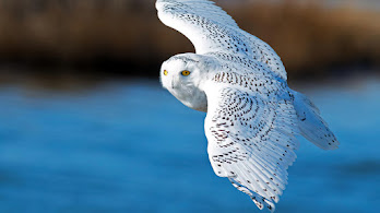 دانلود والپیپر جغد برفی پرنده Snow Owl Flying Bird