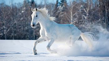 دانلود والپیپر اسب سفید در حال دویدن برف طبیعت White Horse Running Snow Field