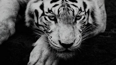 دانلود والپیپر ببر سفید White Tiger Animal