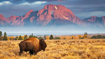دانلود والپیپر گاومیش کوهی پارک تتون Bison Grand Teton