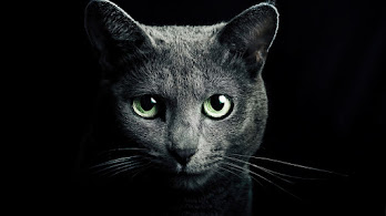 دانلود والپیپر گربه سیاه Black Cat
