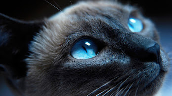 دانلود والپیپر گربه چشم آبی Blue Eyes Cat