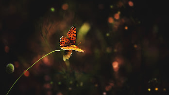 دانلود والپیپر پروانه Butterfly