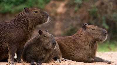 دانلود والپیپر حیوان کپی بارا chilling Capybara Animal