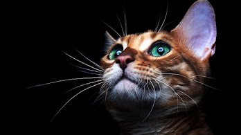دانلود والپیپر چشم گربه Cat Eyes