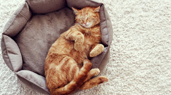 دانلود والپیپر گربه خوابیده Cute Cat Sleeping