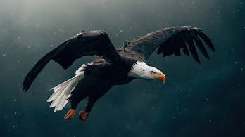 دانلود والپیپر عقاب در حال پرواز Eagle Flying Bird Picture