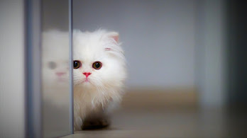 دانلود والپیپر بچه گربه fluffy Fluffy Kitten Cat