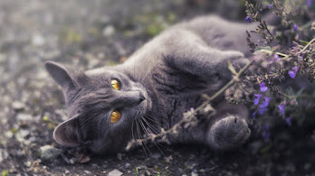 دانلود والپیپر گربه خاکستری Grey Cat