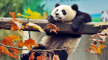 دانلود والپیپر پاندا Panda