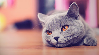 دانلود والپیپر گربه آبی روسی Russian Blue Cat