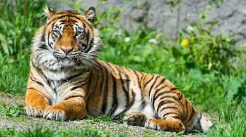 دانلود والپیپر ببر Tiger